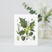 Carte Postale Stramonium Datura (Debout devant)