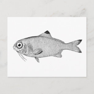 Carte Postale Strange vintage fish drawing