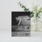 Carte Postale Stray Cat sur Stairs (Debout devant)