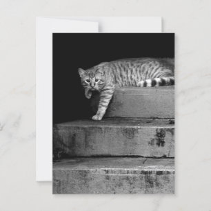 Carte Postale Stray Cat sur Stairs