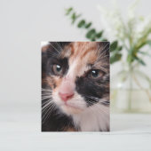 Carte Postale Stray Kitten (Debout devant)