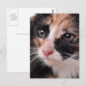 Carte Postale Stray Kitten (Devant / Derrière)