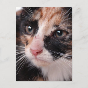 Carte Postale Stray Kitten