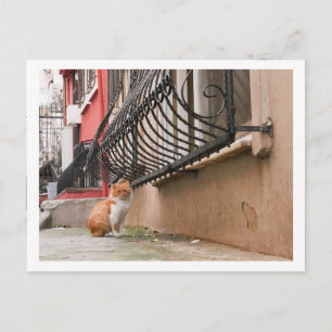 Carte Postale Street Cat 1