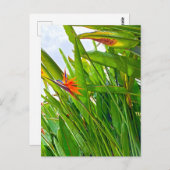 Carte Postale Strelitzia Reginae & Feuilles (Devant / Derrière)