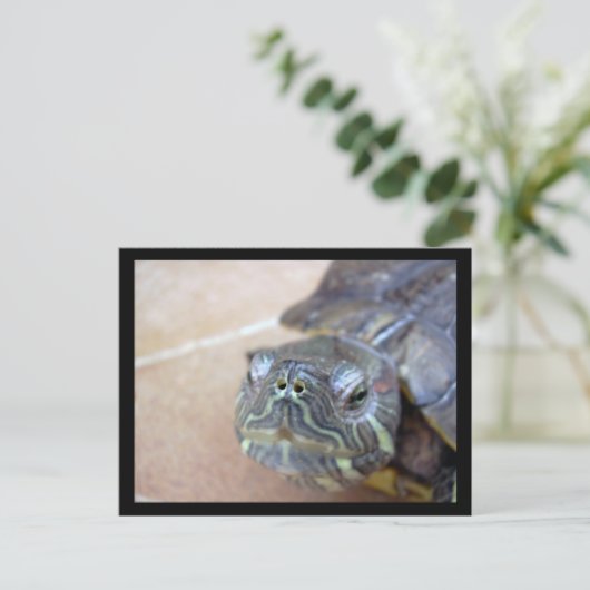 Carte Postale Strelka closeup (Debout devant)