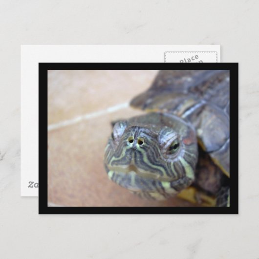 Carte Postale Strelka closeup (Devant / Derrière)