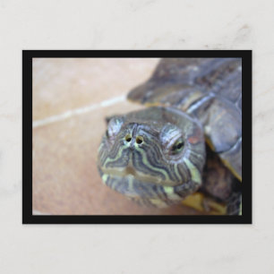 Carte Postale Strelka closeup