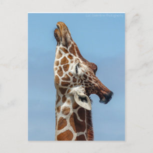 Carte postale Stretting Giraffe