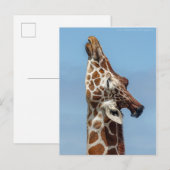Carte postale Stretting Giraffe (Devant / Derrière)