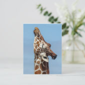 Carte postale Stretting Giraffe (Debout devant)