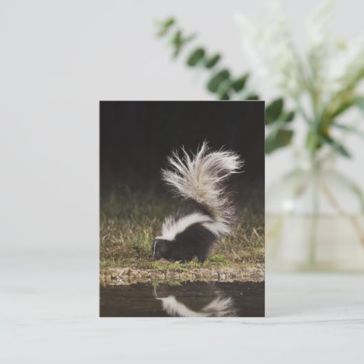 Carte Postale Stried Skunk, Mephitis mephitis (Debout devant)