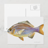 Carte Postale Striped Seaperch (Devant / Derrière)