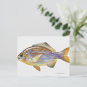 Carte Postale Striped Seaperch (Debout devant)