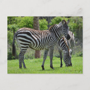 Carte Postale Stripes go with Everything!