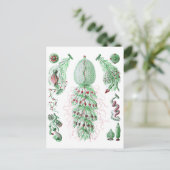 Carte Postale Strobalia cupola (Debout devant)