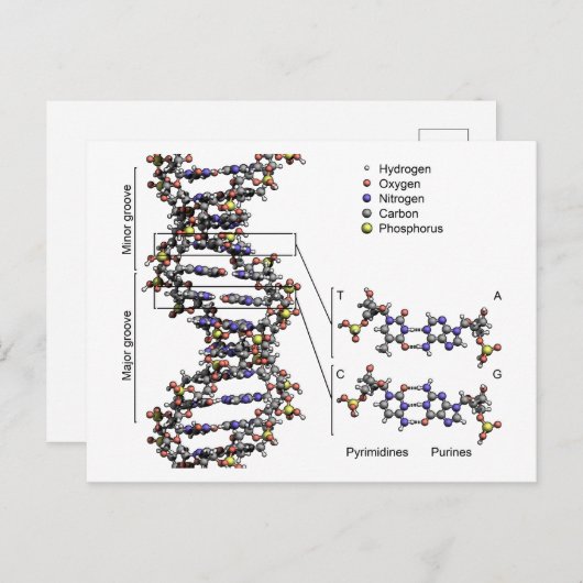 Carte Postale Structure de l'ADN Diagramme des bases acides déso (Devant / Derrière)