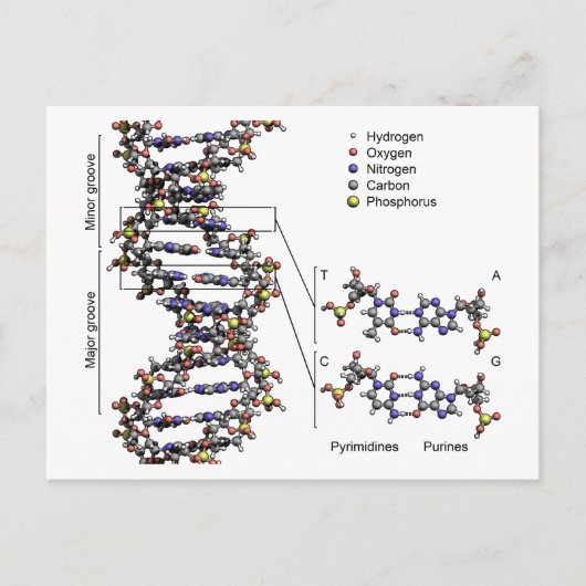 Carte Postale Structure de l'ADN Diagramme des bases acides déso (Devant)
