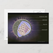 Carte Postale Structure du virus Herpes (Devant / Derrière)