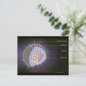 Carte Postale Structure du virus Herpes (Debout devant)