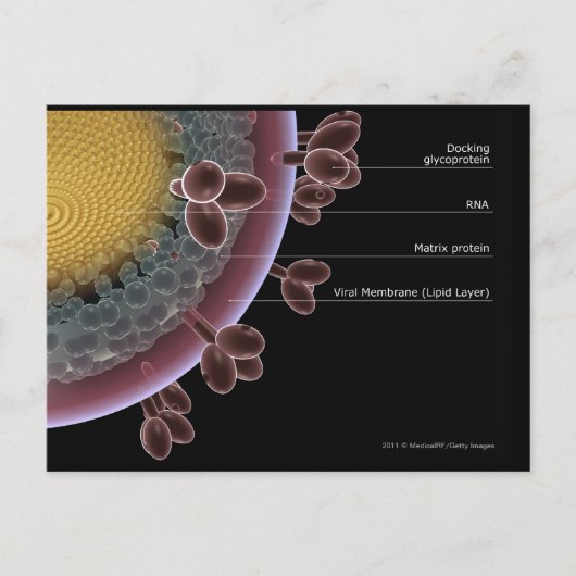 Carte Postale Structure d'une cellule VIH (Devant)