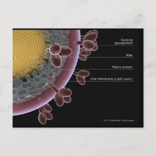 Carte Postale Structure d'une cellule VIH