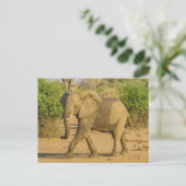 Carte postale - Strutting Elephant in Zambia (Debout devant)