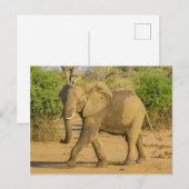 Carte postale - Strutting Elephant in Zambia (Devant / Derrière)