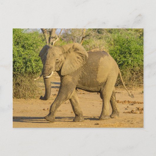 Carte postale - Strutting Elephant in Zambia (Devant)