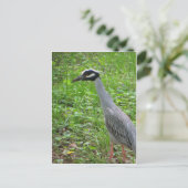 Carte Postale Strutting Heron (Debout devant)