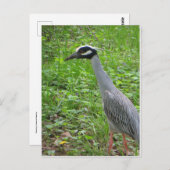 Carte Postale Strutting Heron (Devant / Derrière)