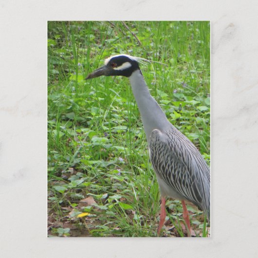 Carte Postale Strutting Heron (Devant)