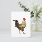 Carte postale strutting Rooster (Debout devant)