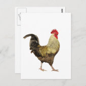 Carte postale strutting Rooster (Devant / Derrière)