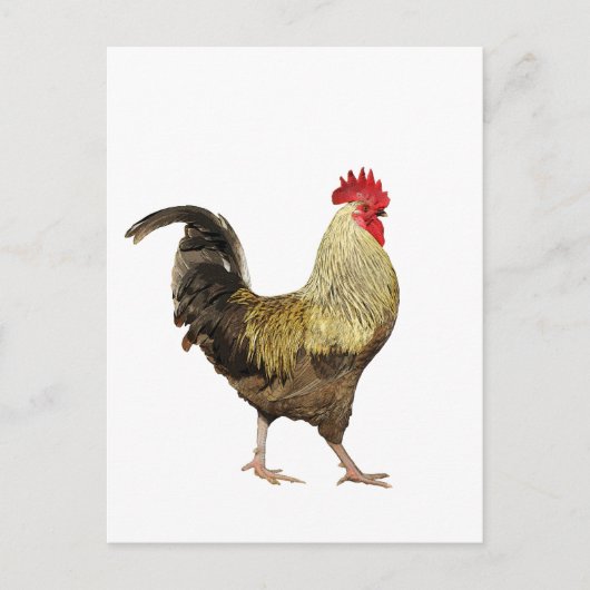 Carte postale strutting Rooster (Devant)