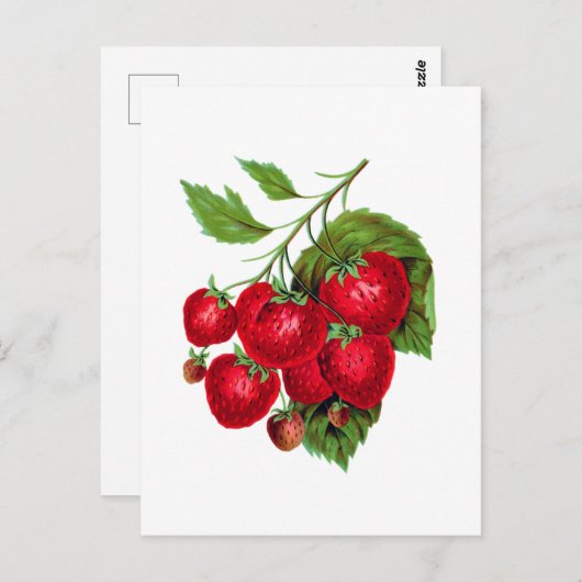 Carte Postale Strwberry Berries Fruit Botanical Postcard (Devant / Derrière)