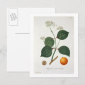 Carte Postale Strychnos nux vomica de 'Phytographie Medicale' (Devant / Derrière)