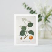 Carte Postale Strychnos nux vomica de 'Phytographie Medicale' (Debout devant)