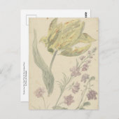 Carte Postale Studie Van Een Gele Tulp En Een Andere Plante (Devant / Derrière)
