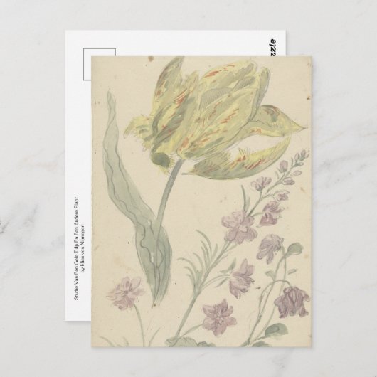 Carte Postale Studie Van Een Gele Tulp En Een Andere Plante (Devant / Derrière)