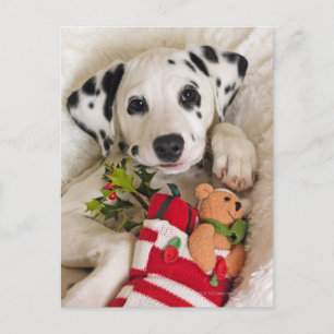 Carte Postale studio