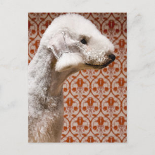 Carte Postale Studio photo de Bedlington Terrier