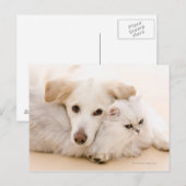 Carte Postale Studio photo de chat et chien (Devant / Derrière)