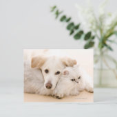 Carte Postale Studio photo de chat et chien (Debout devant)
