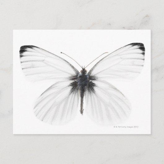 Carte Postale Studio photo de papillon blanc à veine pointue (Devant)