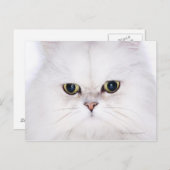 Carte Postale Studio photo du chat perse blanc (Devant / Derrière)
