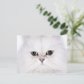 Carte Postale Studio photo du chat perse blanc (Debout devant)