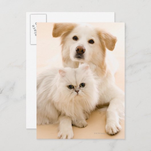 Carte Postale Studio tiré du chat et du chien (Devant / Derrière)