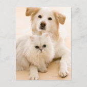 Carte Postale Studio tiré du chat et du chien (Devant)