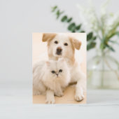 Carte Postale Studio tiré du chat et du chien (Debout devant)